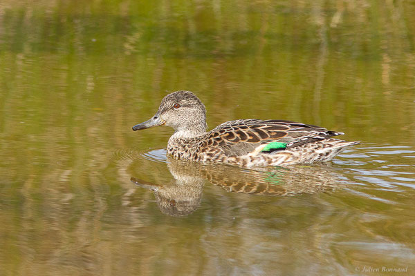 Sarcelle d'hiver — Anas crecca Linnaeus, 1758, (Réserve ornithologique du Teich (33), France, le 21/03/2024)