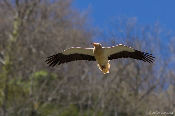 Vautour percnoptère — Neophron percnopterus (Linnaeus, 1758), (adulte) (fort du Portalet, Etsaut (64), France, le 04/07/2021)