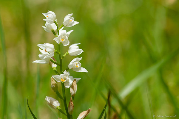 Céphalanthère à feuilles étroites — Cephalanthera longifolia (L.) Fritsch, 1888