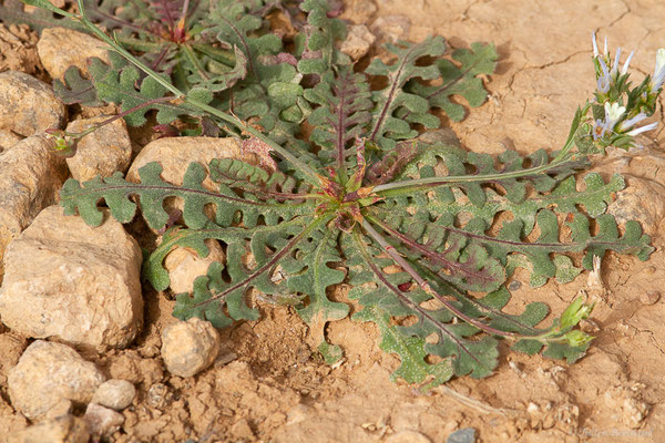 Statice lobé — Limonium lobatum (L.f.) Chaz., 1790, (Douar Draoua (Marrakech-Tensift -Al Haouz), Maroc, le 19/02/2023)