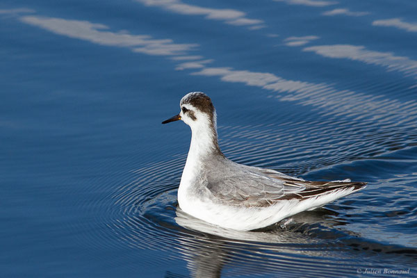 Phalarope à bec large — Phalaropus fulicarius (Linnaeus, 1758), (Capbreton (40), France, le 02/12/2022)