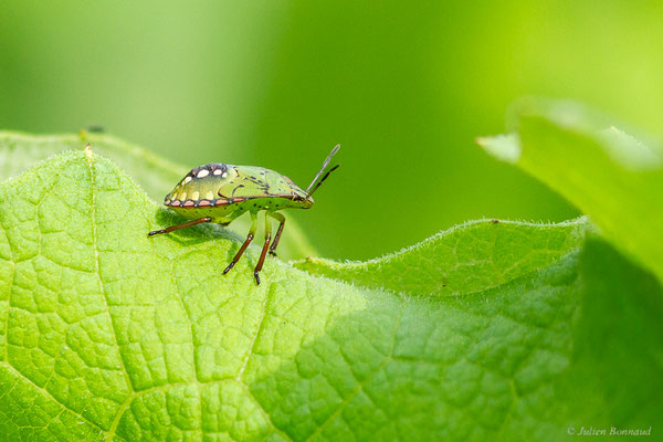 Punaise verte — Nezara viridula (Linnaeus, 1758), (larve), (Saint-Jean-de-Luz (64), France, le 15/09/2023)