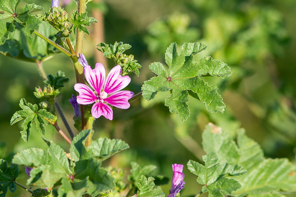 Mauve sylvestre — Malva sylvestris L., 1753, (Mourenx (64), France, le 01/06/2022)