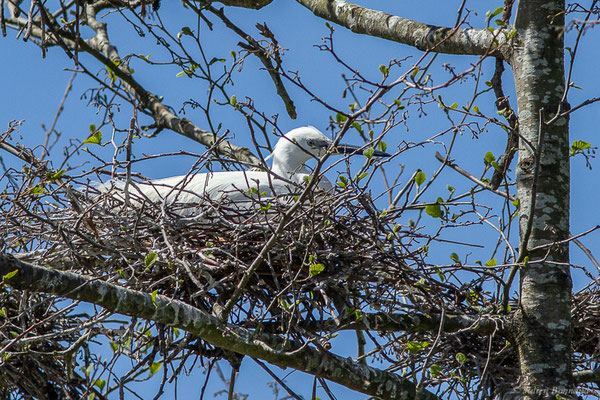 Aigrette garzette — Egretta garzetta (Linnaeus, 1766), (Base de Loisirs d'Orthez-Biron (64), France, le 07/04/2023)