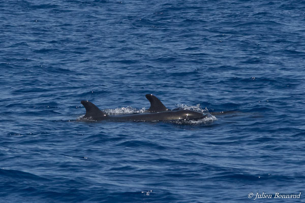 Pseudorque ou Fausse orque (Pseudorca crassidens) (Deshaies, Guadeloupe, le 22/05/2016)