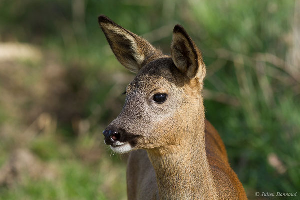 Chevreuil européen — Capreolus capreolus (Linnaeus, 1758), (Braud-et-Saint-Louis (33), le 06/03/2018)