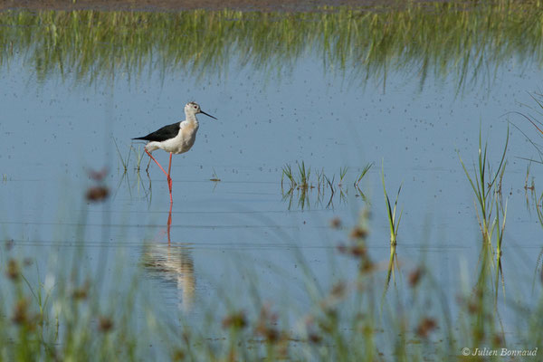 Échasse blanche — Himantopus himantopus (Linnaeus, 1758), (adulte) (Braud-et-Saint-Louis (33), France, le 21/06/2018)