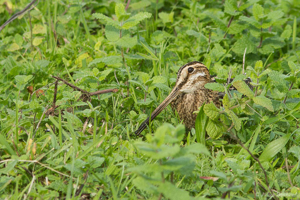 Bécassine des marais — Gallinago gallinago (Linnaeus, 1758), (Saligue aux oiseaux, Biron (64) France, le 27/10/2019)