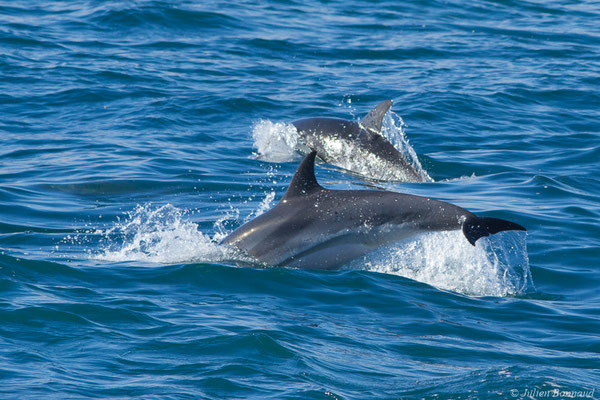 Dauphin bleu et blanc – Stenella coeruleoalba (Meyen, 1833), (Saint-Jean-de-Luz (64), France, le 06/11/2021)