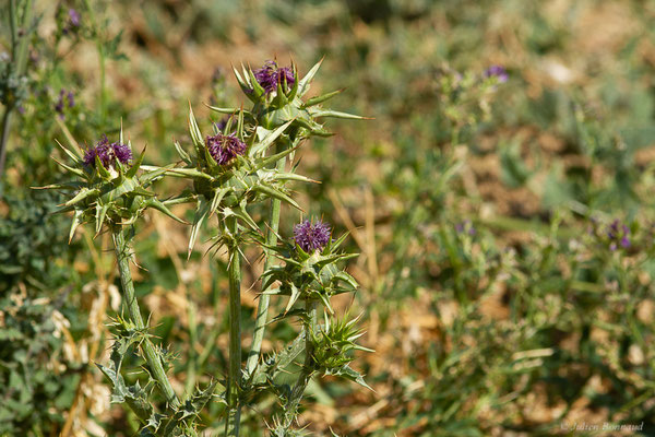 Chardon marie — Silybum marianum (L.) Gaertn., 1791, (Fuentes de Nava, Palencia (Castille-et-León), Espagne, le 05/07/2022)