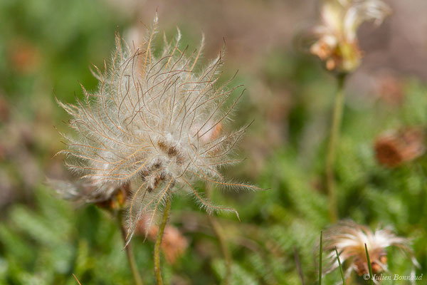 Dryade à huit pétales — Dryas octopetala L., 1753, (Station de ski de Gourette, Euax-Bonnes (64), France le 05/08/2021)