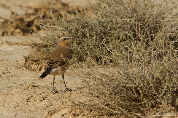 Traquet motteux — Oenanthe oenanthe (Linnaeus, 1758), (Bardenas Real, Tudela (Aragon), Espagne, le 30/09/2021)