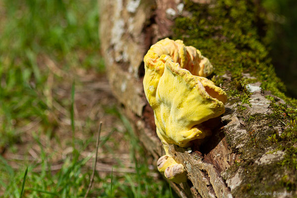 Polypore soufré – Laetiporus sulphureus (Bull.) Murrill, 1920, (Etsaut (64), France, le 18/05/2022) 