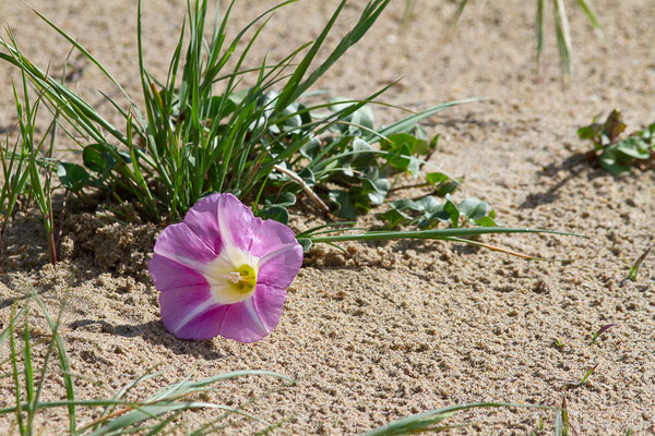 Liseron des dunes — Convolvulus soldanella L., 1753
