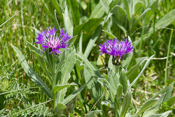 Bleuet des montagnes — Cyanus montanus (L.) Hill, 1768, (Col du Pourtalet, Laruns (64), France, le 22/06/2019)