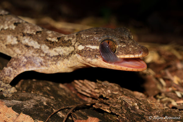 Gecko à pattes de canard (Thecadactylus rapicauda) (adulte) (Montagne des singes, Kourou, le 27/06/2015)