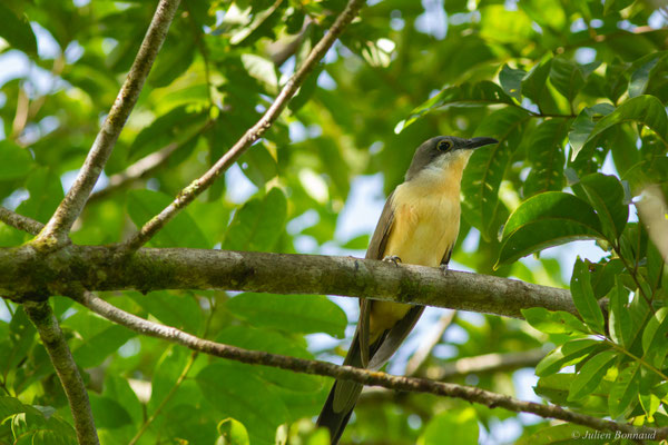 Coulicou de Vieillot — Coccyzus melacoryphus Vieillot, 1817