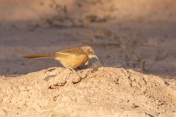 Cratérope fauve — Argya fulva (Desfontaines, 1789), (Tata (Souss-Massa), Maroc, le 08/02/2023)