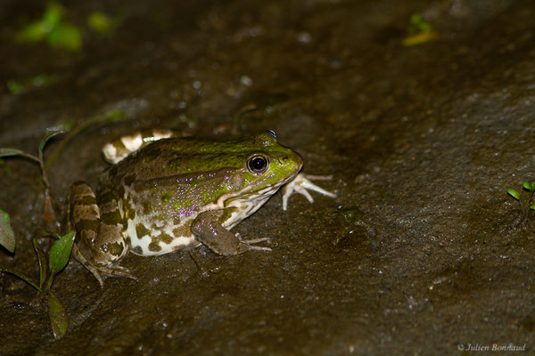 Grenouille de Graf — Pelophylax kl. grafi (Crochet, Dubois, Ohler & Tunner, 1995)