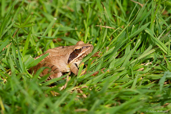 Grenouille agile — Rana dalmatina Fitzinger in Bonaparte, 1838