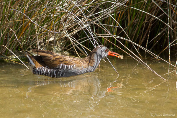 Râle d'eau — Rallus aquaticus Linnaeus, 1758, (réserve ornithologique du Teich (33), France, le 23/05/2021)