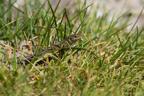 Lézard vivipare de Lantz — Zootoca vivipara louislantzi (Arribas, 2009)