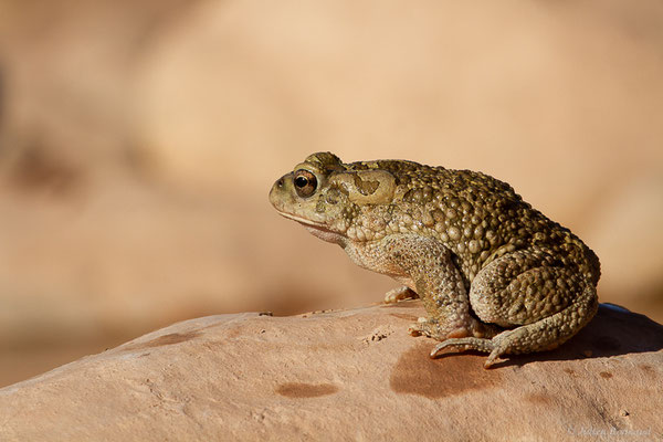 Crapaud berbère — Sclerophrys mauritanica (Schlegel, 1841)