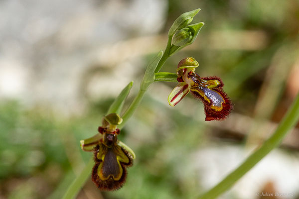 Ophrys miroir — Ophrys speculum Link, 1799