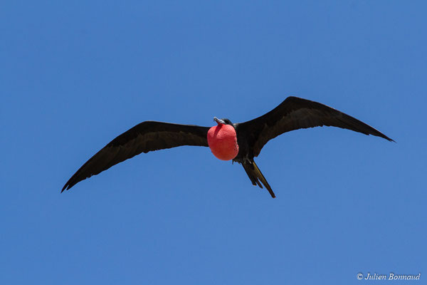 Frégate superbe — Fregata magnificens Mathews, 1914, (mâle adulte) (Île du Grand Connétable, Guyane, le 09/08/2017)