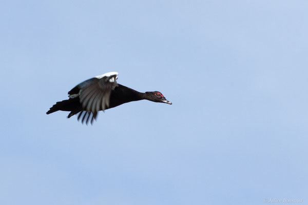 Canard musqué — Cairina moschata (Linnaeus, 1758), (Centre spatial Guyanais, Kourou, Guyane, le 21/02/2017)