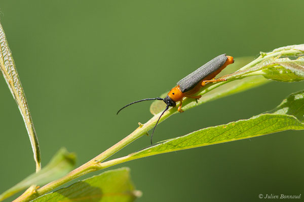 Obérée ocellée – Oberea oculata (Linnaeus, 1758), (Pau (64), France, le 05/07/2019)