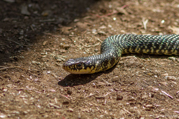 Couleuvre verte et jaune — Hierophis viridiflavus (Lacepède, 1789)