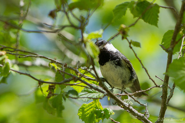 Mésange noire — Periparus ater (Linnaeus, 1758), (Sers (65), France, le 07/06/2019)