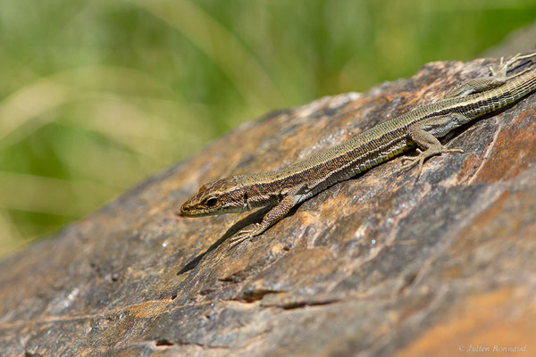 Lézard d'Aurelio — Iberalacerta aurelioi (Arribas, 1994)