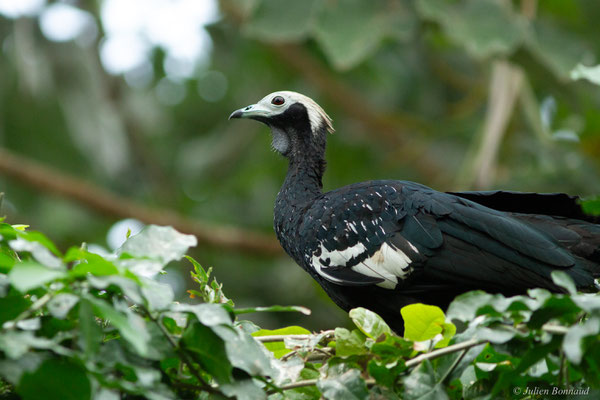 Pénélope à gorge bleue — Pipile cumanensis (Jacquin, 1784), (Parc zoologique de Paris, France, le 24/11/2016)