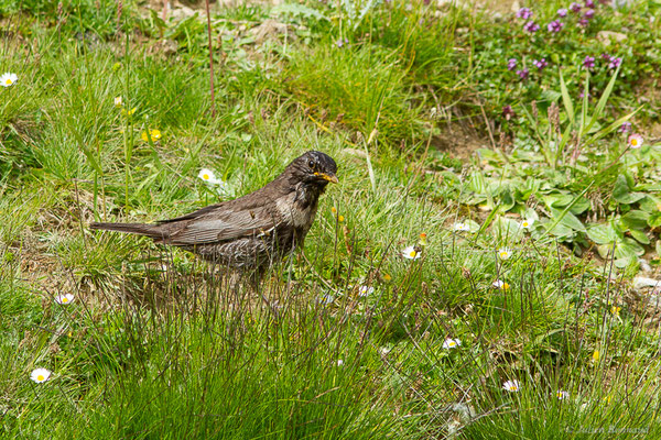 Merle à plastron — Turdus torquatus Linnaeus, 1758, (Station de ski de La Pierre Saint-Martin, Arette (64), France, le 06/07/2023)