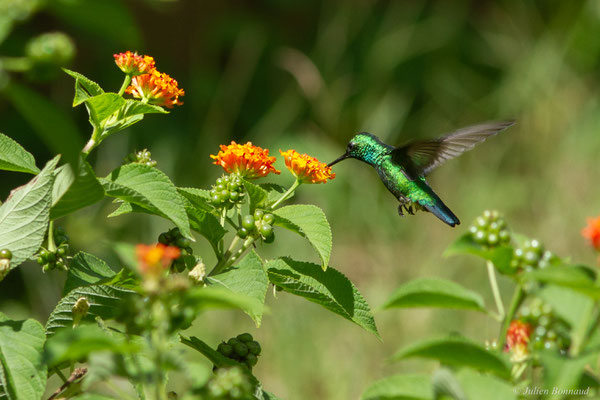 Émeraude orvert — Chlorostilbon mellisugus (Linnaeus, 1758), (Rémire-Montjoly, Guyane, le 19/07/2016)