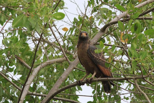 Buse buson — Buteogallus aequinoctialis (Gmelin, 1788), (adulte), (Dégrad des Cannes, Remire-Montjoly, Guyane, le 31/12/2015)