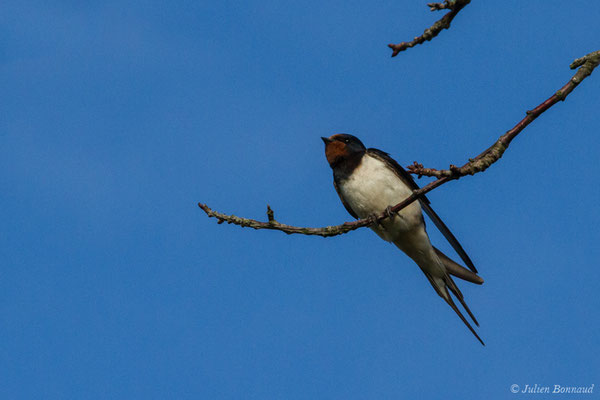 Hirondelle rustique – Hirundo rustica Linnaeus, 1758, (Parbayse (64), France, le 15/09/2017)