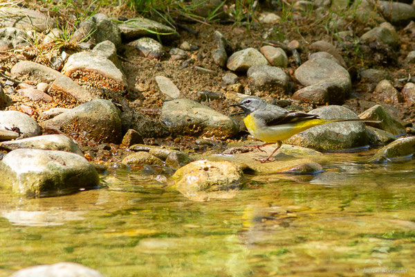 Bergeronnette des ruisseaux — Motacilla cinerea Tunstall, 1771, (Oloron-Sainte-Marie (64), France, le 26/04/2024)