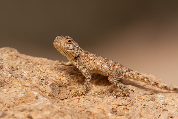 Agame de Bibron — Agama impalearis Boettger, 1874