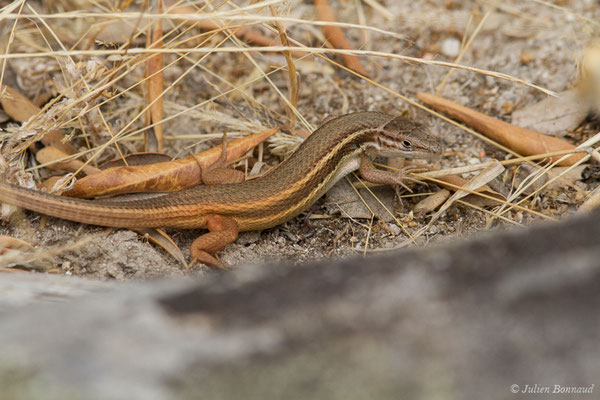 Psammodrome algire — Psammodromus algirus (Linnaeus, 1758), (Nossa Senhora da Tourega (Évora), (Algarve), Portugal, le 05/09/2018)