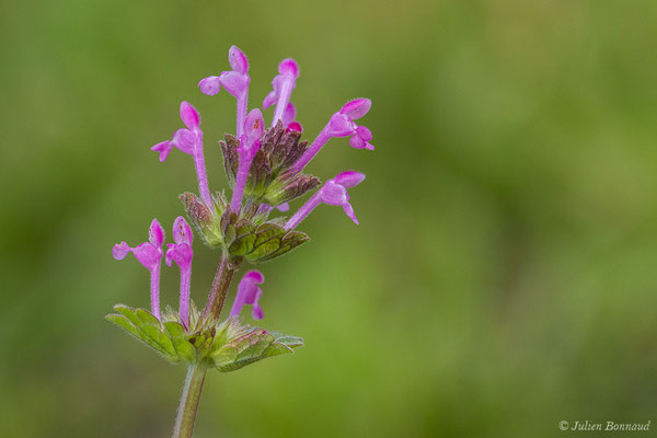 Lamier amplexicaule – Lamium amplexicaule L., 1753, (La Brède (33), France, le 11/06/2019)