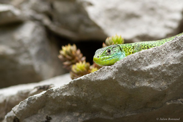 Lézard à deux raies — Lacerta bilineata (Daudin, 1802)
