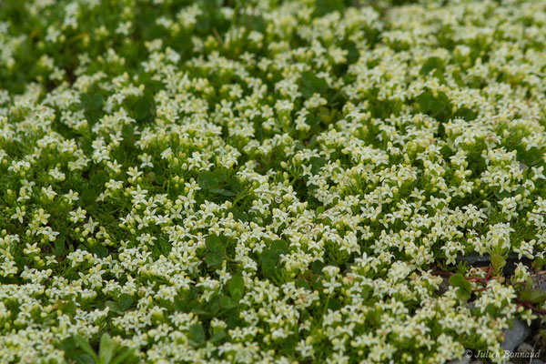 Gaillet des Pyrénées — Galium pyrenaicum Gouan, 1773, (Station de ski de Gourette, Eaux Bonnes (65), France, le 15/06/2020)