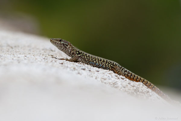 Lézard des murailles — Podarcis muralis (Laurenti, 1768)