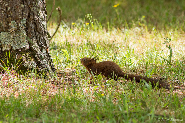Écureuil roux — Sciurus vulgaris Linnaeus, 1758
