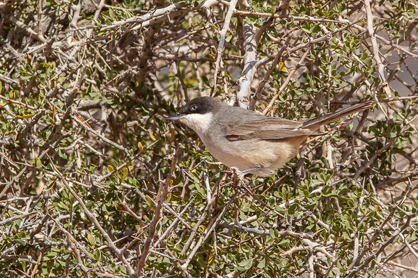 Fauvette orphée — Curruca hortensis (J.F. Gmelin, 1789),(Msseyed (Guelmim-Oued Noun), Maroc, le 29/03/2024)