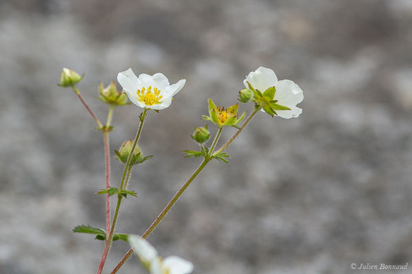 Potentille des rochers — Drymocallis rupestris (L.) Soják, 1989, (Station de ski de Gourette, Eaux Bonnes (65), France, le 15/06/2020)