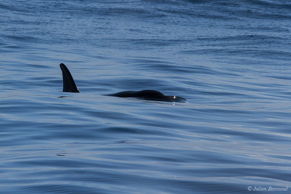 Orque ou Épaulard – Orcinus orca (Linnaeus, 1758), (Saint-Jean-de-Luz (64), France, le 05/10/2019)
